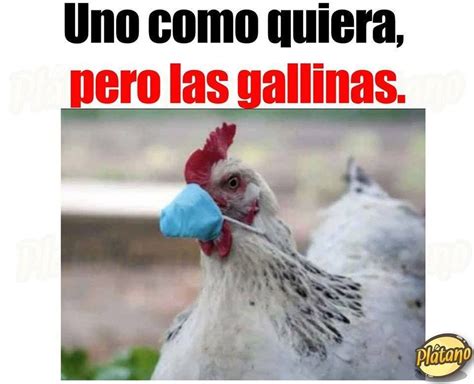 memes de la gallina